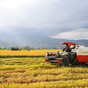 cấy lúa